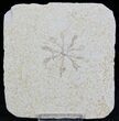 Floating Crinoid (Saccocoma) - Solnhofen Limestone #22449-1